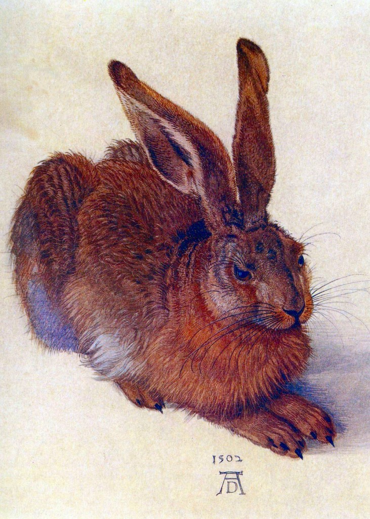 Albrecht Durer - Field Hare