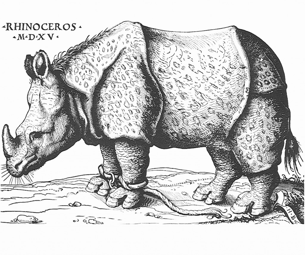Albrect Durer - Rhinoceros