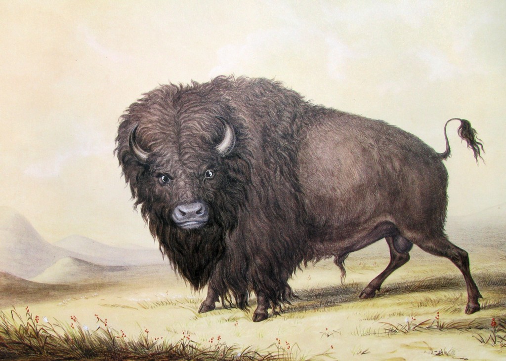 George Catlin - Bull Buffalo