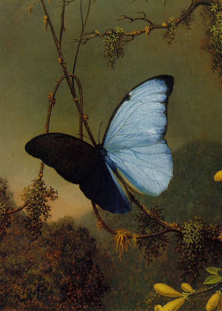 Martin Johnson Heade - Blue Morpho Butterfly