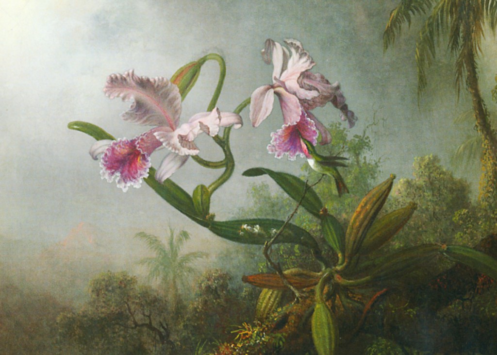 Martin Johnson Heade - Orchid and Hummingbirds